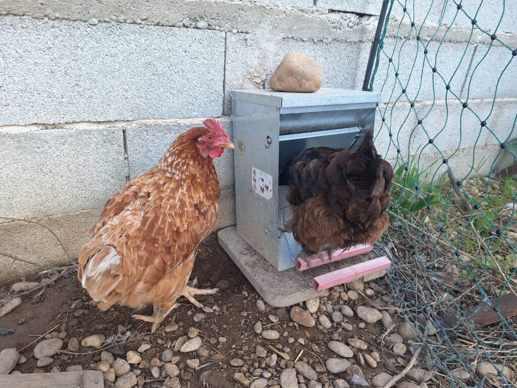 Poule en train de se nourrir dans la mangeoire